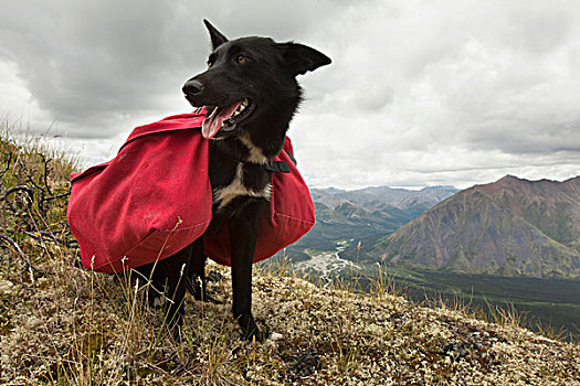 狗,阿拉斯加,哈士奇犬,雪橇狗,背包,后面,风,河,育空地区,加拿大