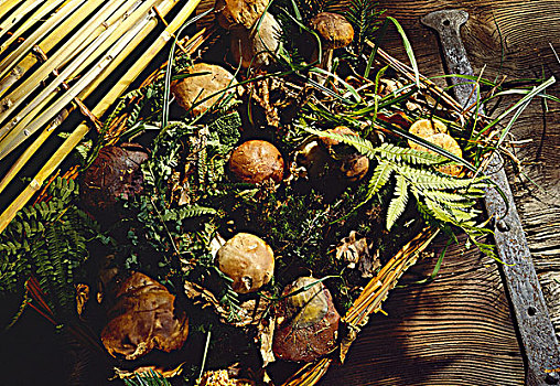 新鲜,牛肝菌,篮子,苔藓,叶子