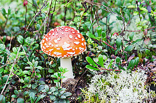 蘑菇,一个,木头,药草