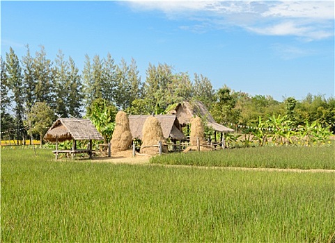 小,小屋,稻田,地点,泰国