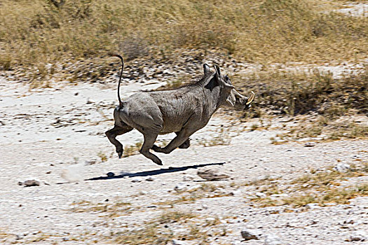 疣猪,逃离,埃托沙国家公园,纳米比亚,非洲