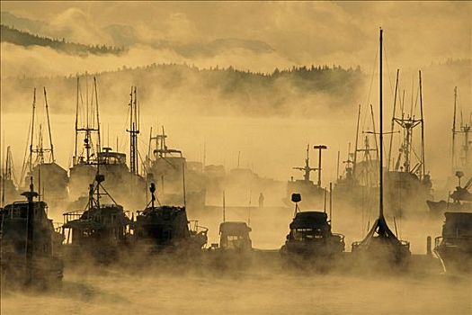 渔船,雾,温度,东南部,冬天,港口