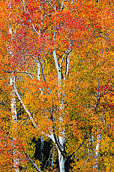 白杨,小树林,秋天,美元,道路,安肯帕格里国家森林,科罗拉多,美国,大幅,尺寸