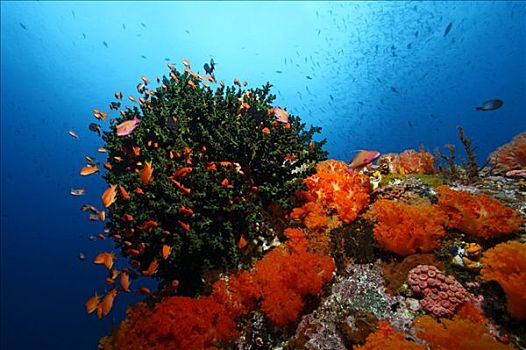 游动,绿色,珊瑚,冈加,岛屿,螃蟹船,北苏拉威西省,印度尼西亚,摩鹿加群岛,海洋,太平洋,亚洲