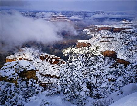 早晨,雪,南方,边缘,大峡谷国家公园,亚利桑那