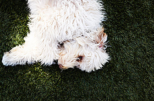 白色,蓬松,狗,躺着,青草