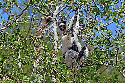 马达加斯加狐猴,维氏冕狐猴,成年,贝伦提保护区,马达加斯加,非洲