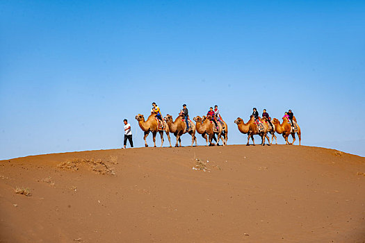 新疆鄯善库木塔格沙漠风景区骆驼队