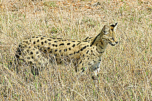 猎捕,薮猫,肯尼亚,东非
