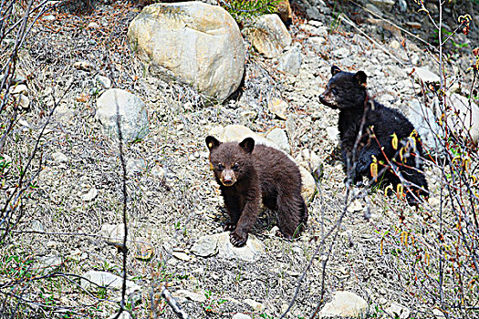 两个,幼兽,黑熊,加拿大西部