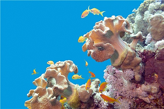 珊瑚礁,软珊瑚,异域风情,鱼,热带,海洋,水下