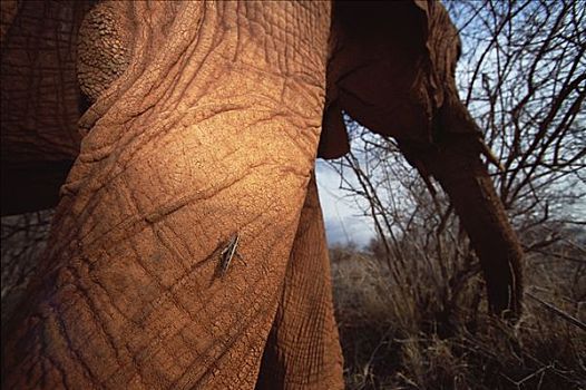 蝗虫,非洲象,孤儿,腿,东察沃国家公园,肯尼亚
