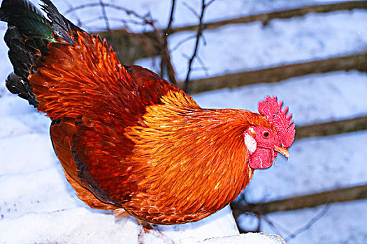 雪中的鸡,家禽,母鸡,公鸡,羽毛,动物,白色,红色,黑色