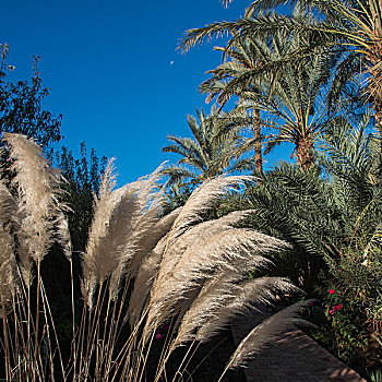 芦苇,棕榈树,摩洛哥