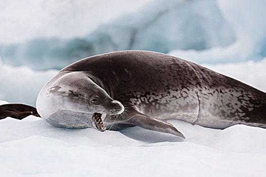 食蝦海豹,冰,天堂湾,南极