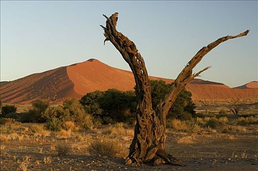 沙丘,风景,日落,索苏维来地区,纳米比亚,非洲