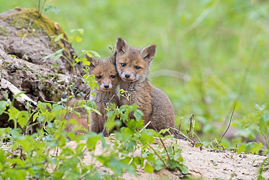 两个,幼兽,红狐,德绍,德国,欧洲