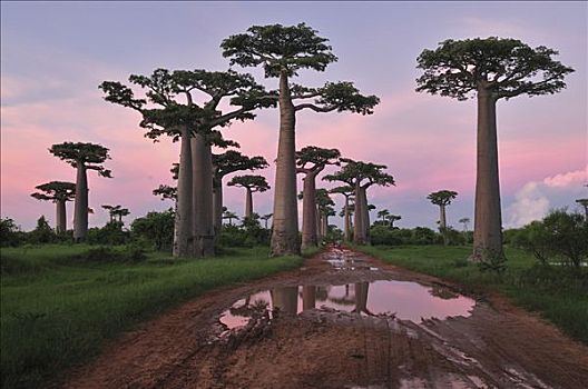 猴面包树,树林,排列,道路,日落,靠近,穆龙达瓦,马达加斯加