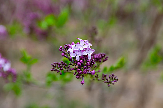 榆叶梅,丁香花