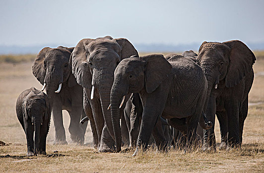 非洲大象086