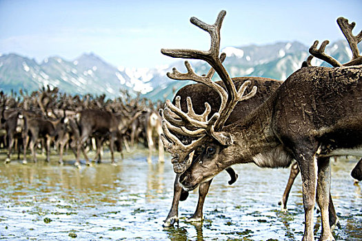驯鹿,迁徙,驯鹿属,俄罗斯,远东,区域,北方,堪察加半岛