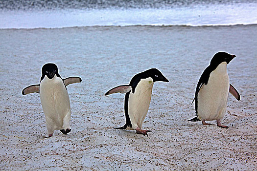 三个,阿德利企鹅,冰原,保利特岛,南极