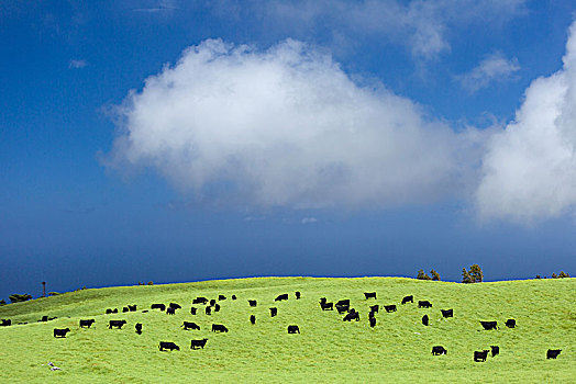 黑色,牛,放牧,北柯哈拉,夏威夷,牛背鹭,草场,柯哈拉,美国