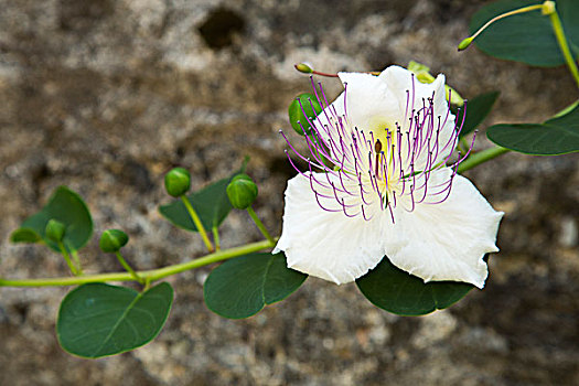 马槟榔,花