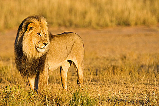 狮子,雄性,卡拉哈迪,国家公园,南非,博茨瓦纳,非洲