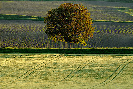 地点,小麦,孤树,朴素,圆顶,法国,欧洲