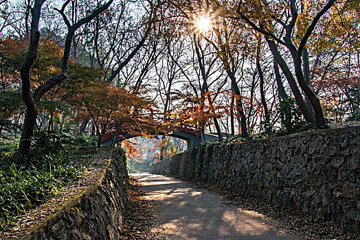 南京中山植物园景观