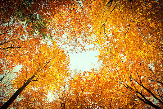 金色,树荫,秋天