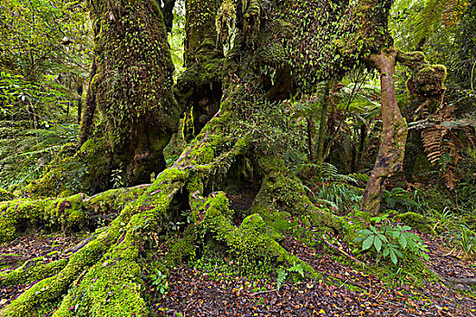 巨大,成熟林,树干,南岛,新西兰