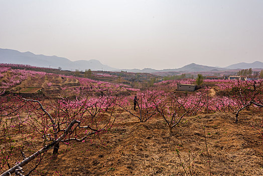 山东蒙阴桃花