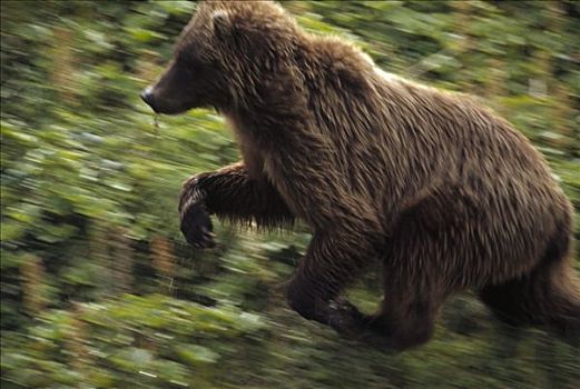 大灰熊,棕熊,三个,幼兽,德纳利国家公园和自然保护区,阿拉斯加