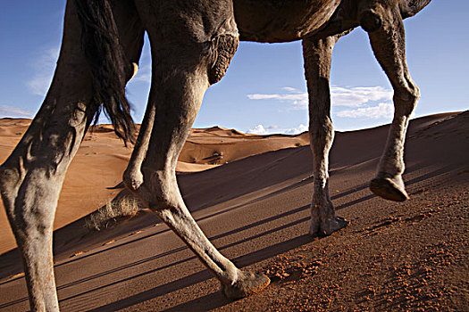 非洲,北非,摩洛哥,撒哈拉沙漠,梅如卡,却比沙丘,骆驼,腿