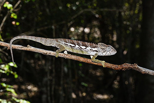 变色龙,雄性,自然保护区,马达加斯加,非洲