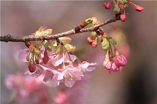 樱花,樱桃,日本