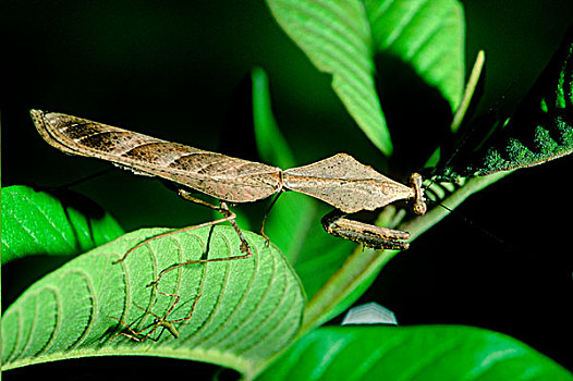 螳螂,马来西亚