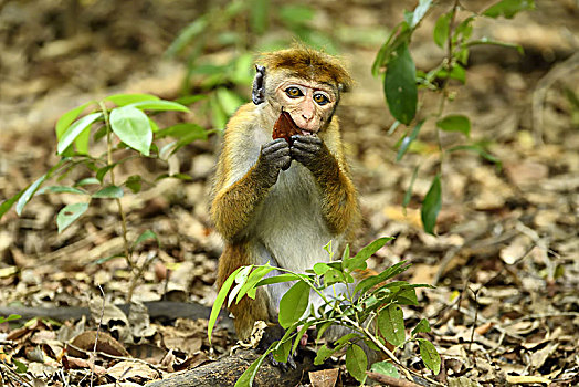 无边帽,短尾猿,弥猴属,吃,林中地面,国家公园,斯里兰卡,亚洲