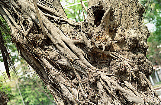 树干,老,菩提树,达卡,孟加拉,九月,2005年