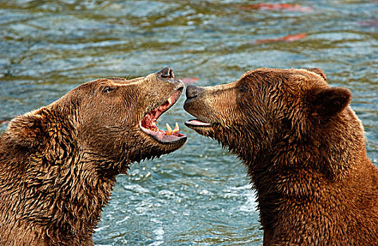 褐色,熊,两个,咆哮,相互,河,阿拉斯加,美国