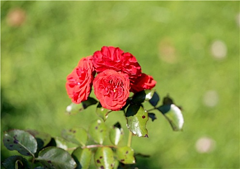 玫瑰,花园