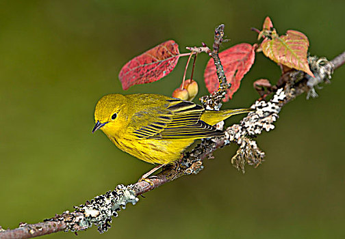 黄色,鸣禽,栖息,维多利亚,温哥华岛,不列颠哥伦比亚省,加拿大