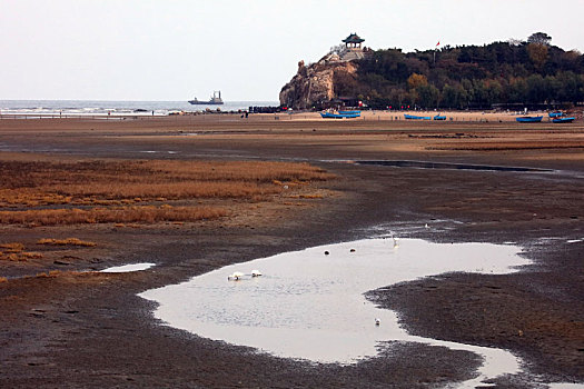 雁,野生动物,保护,湿地,秦皇岛,北戴河,候鸟,大海,迁徙,觅食,嬉戏,飞翔,编队,雁阵,鸟,鹤