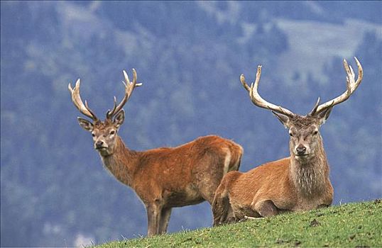 鹿属,鹿,哺乳动物,巴伐利亚,德国,欧洲,动物