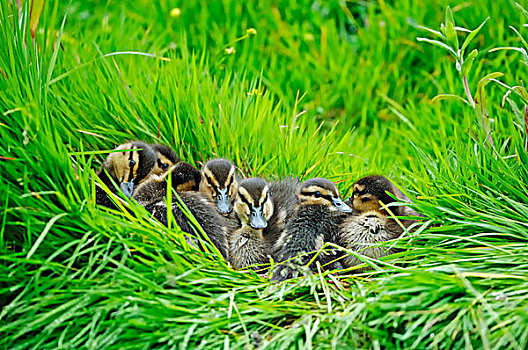 野鸭,绿头鸭,小鸭子,北莱茵-威斯特伐利亚,德国,欧洲