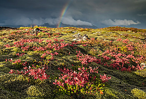 彩虹,暴风雨,上方,冰岛,秋天,植物,苔藓,遮盖,熔岩原