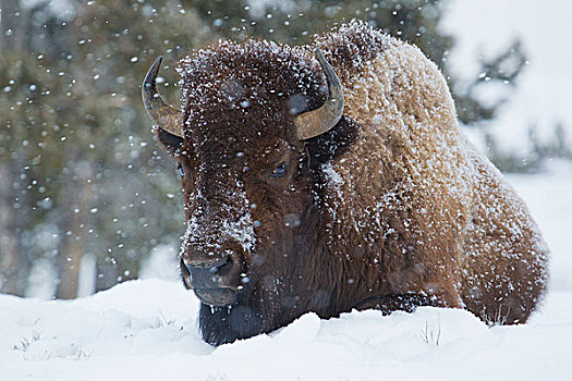 野牛,雄性动物,暴风雪