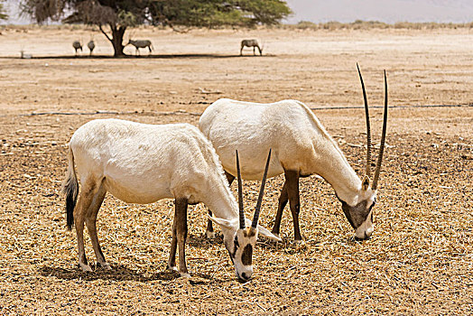 羚羊,阿拉伯,长角羚羊,白色,自然保护区,以色列
